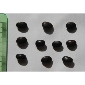 Acacia Seeds