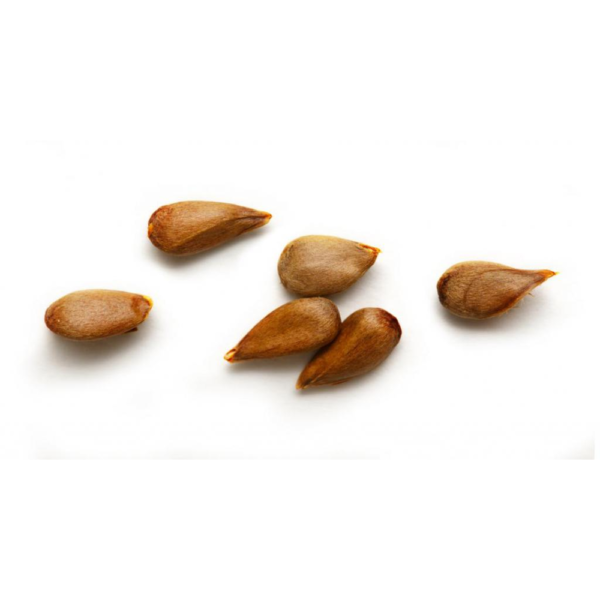 Apple Seeds