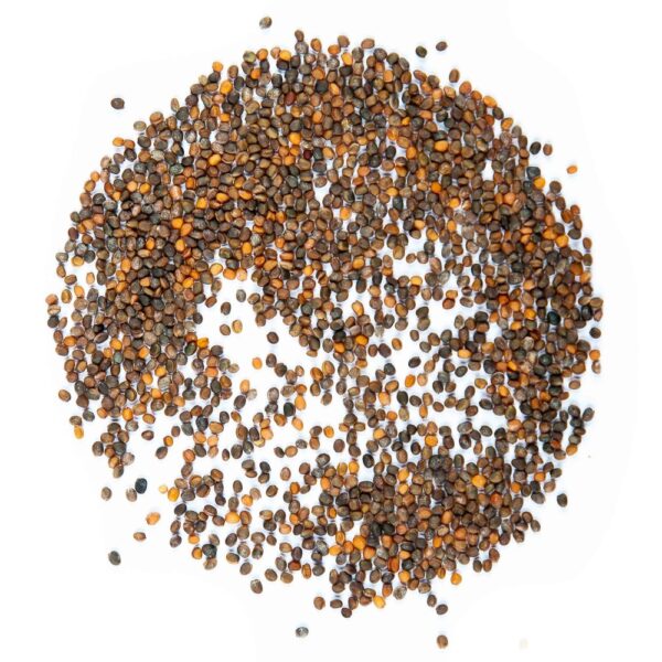 Arugula Seeds