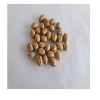 Ashoka Tree Seeds