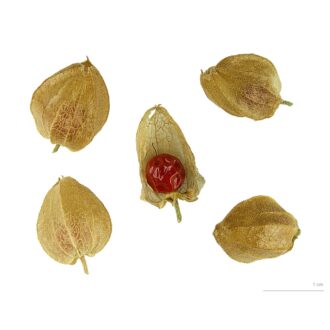 Ashwagandha Seeds