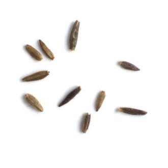 Aster Seeds