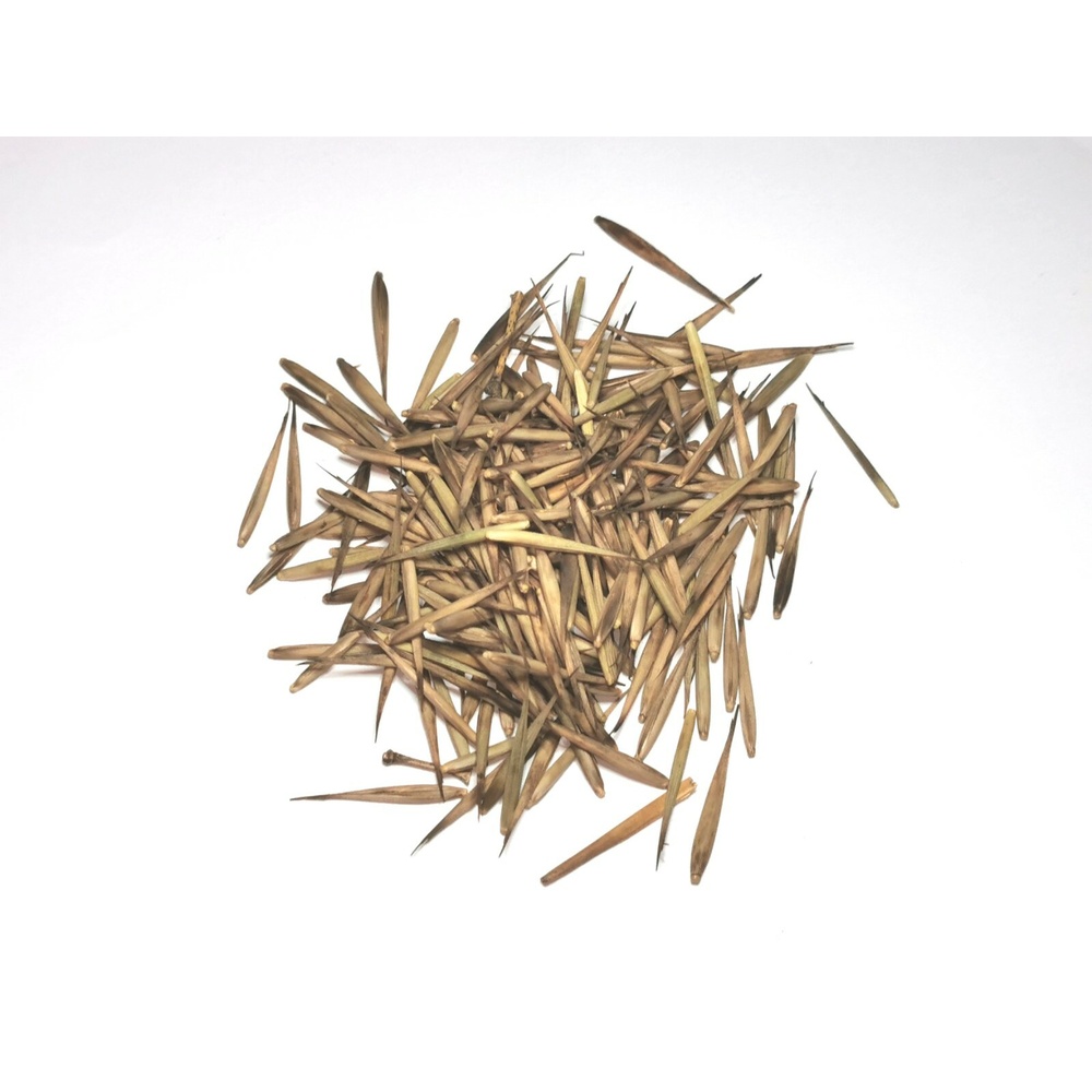 Bamboo Seeds