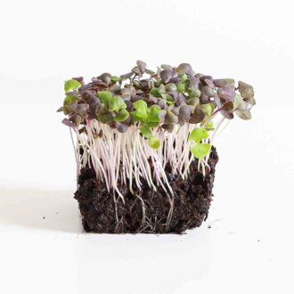 Basil Microgreens