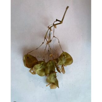 Begonia Seeds
