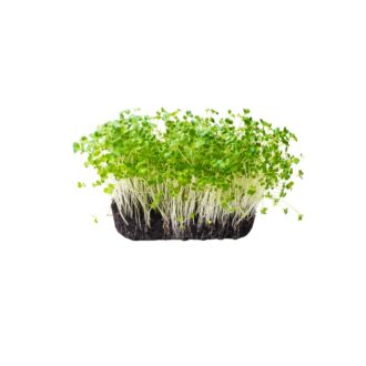 Broccoli Microgreens