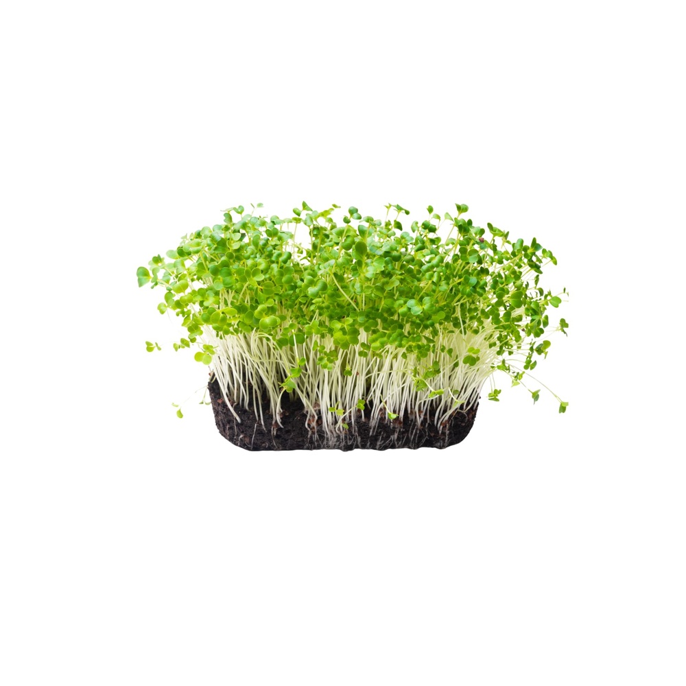 Broccoli Microgreens