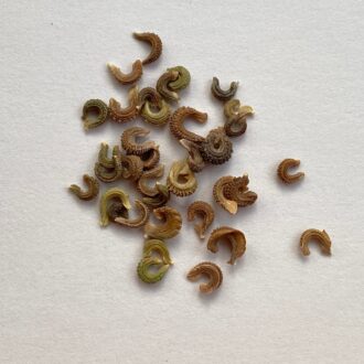 Calendula Seeds