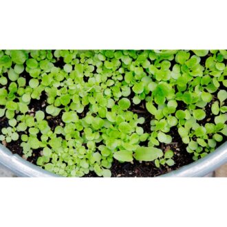 Chef Special Microgreens