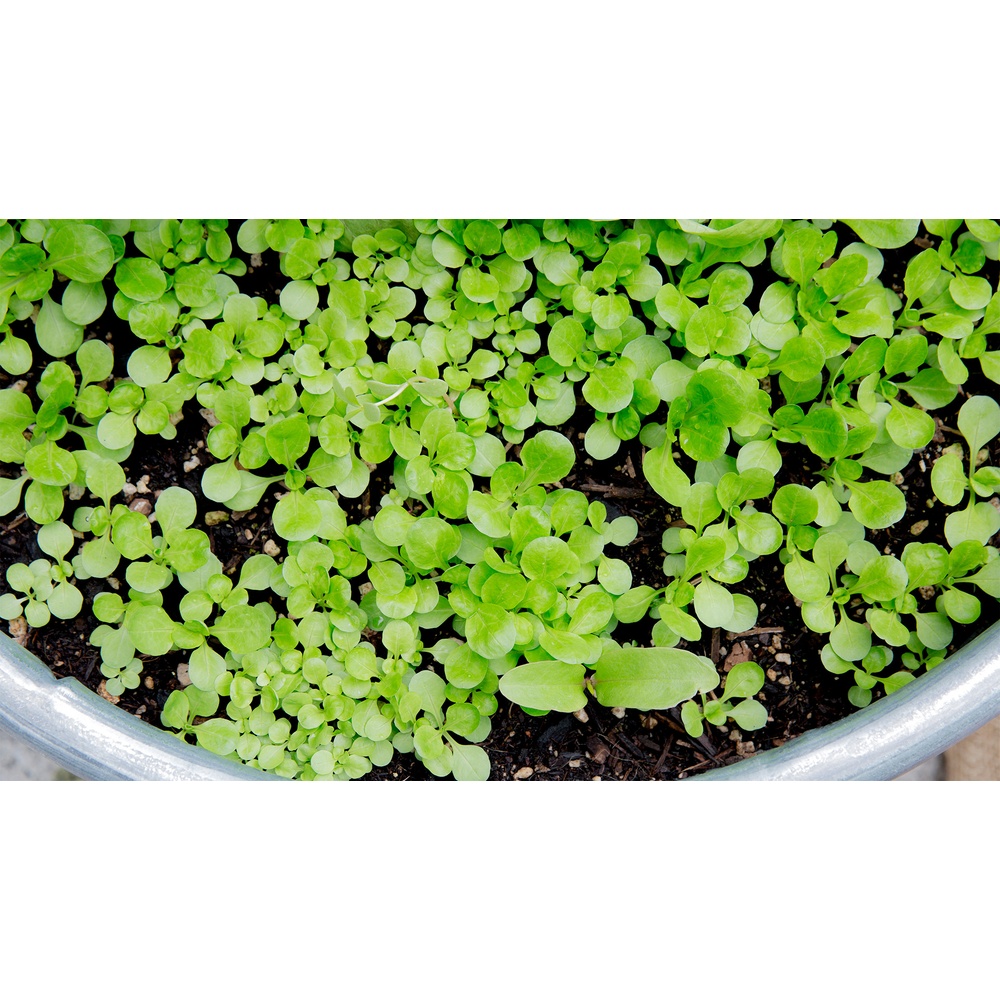 Chef Special Microgreens