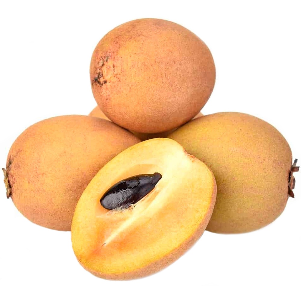 Chikoo (Sapota) Seeds