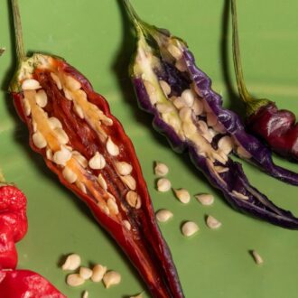 Chilli Seeds