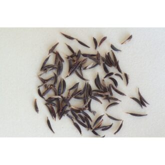 Cosmos Seeds