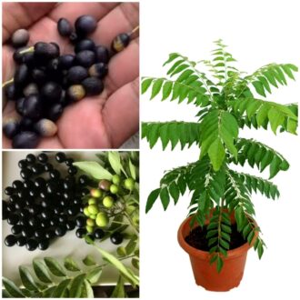 Curry Leaf Seeds