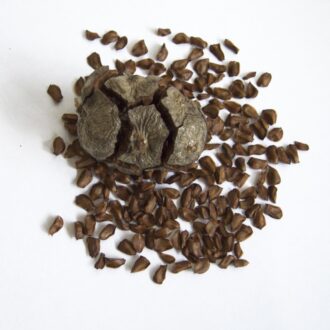 Cypress Seeds