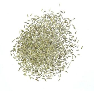 Daisy Seeds