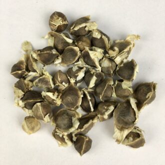 Drumstick Seeds