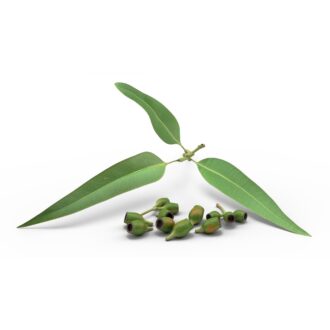 Eucalyptus Seeds