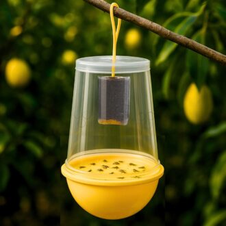 Fruit Fly Trap