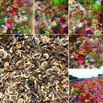 Garden Flower Pack