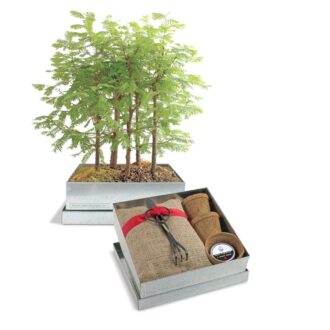 Gift Garden Box (Small)