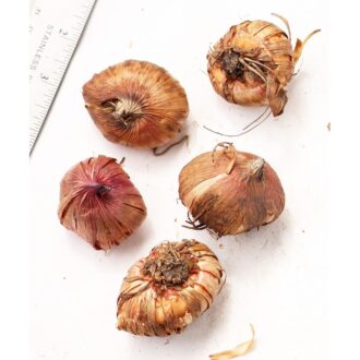Gladiolus Bulbs (Pack of 5)