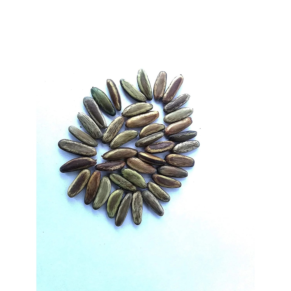 Gulmohar Seeds
