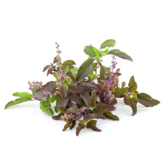 Holy Basil Seeds