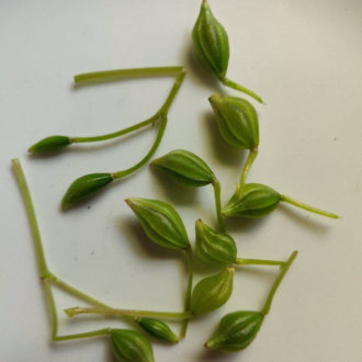 Impatiens Seeds