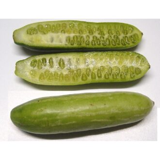 Ivy Gourd (Tindora) Seeds