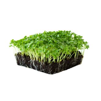 Kale Microgreens