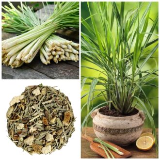 Lemongrass Seeds
