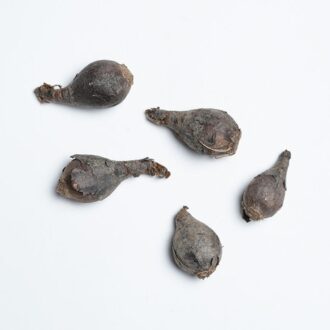 Lily Bulbs (Pack of 3)