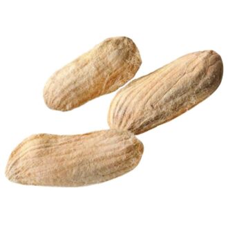 Mango Seeds (Grafted)