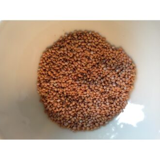 Mint Seeds