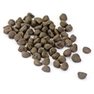 Morning Glory Seeds