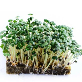 Mustard Microgreens