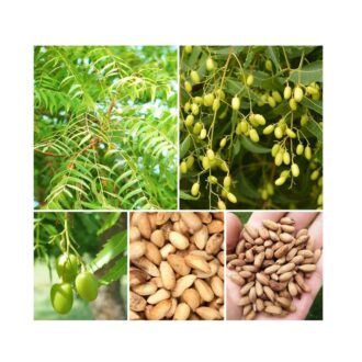 Neem Tree Seeds