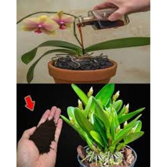 Orchid Care Specialized Fertilizer