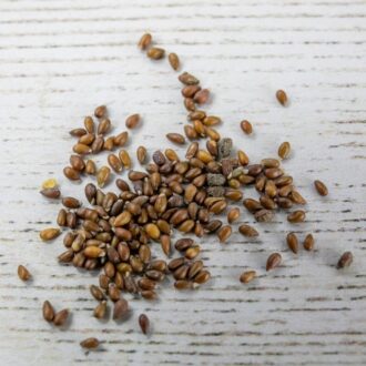 Pansy Seeds 100 Grams