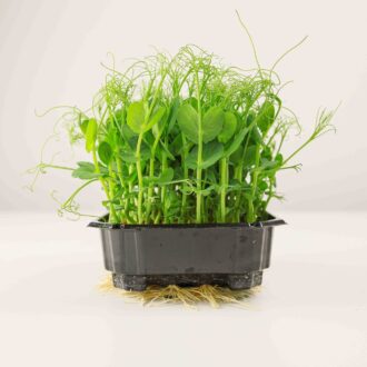 Pea Microgreens 100 Grams