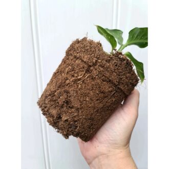 Peat Moss 1kg