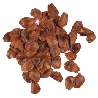Peepal Tree Seeds