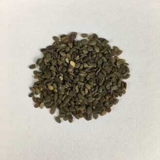 Phlox Seeds 100 Grams