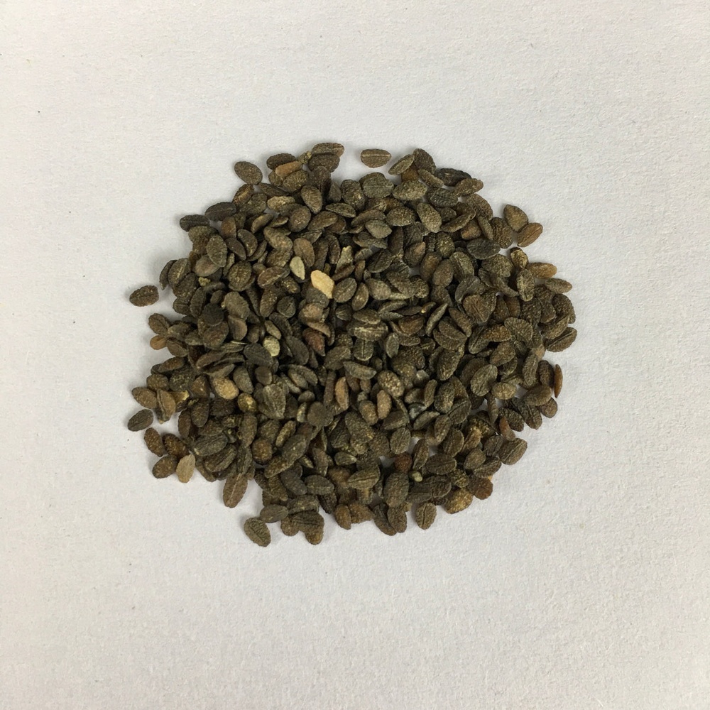 Phlox Seeds 100 Grams