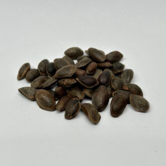 Pine Tree Seeds