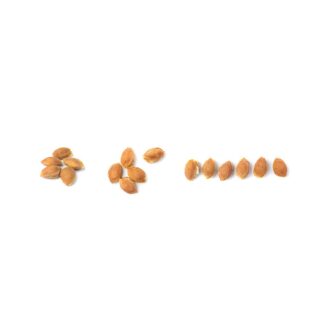 Plum Seeds 100 Grams