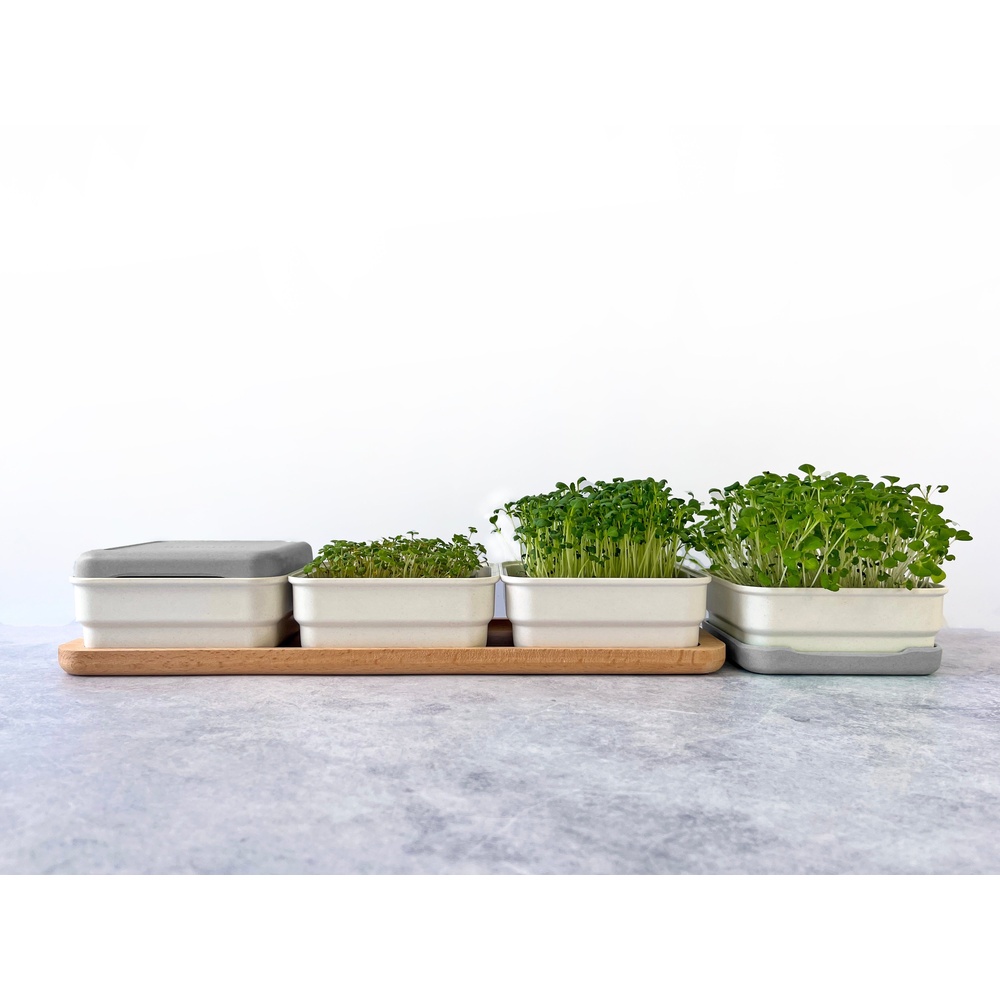 Premium Microgreen Kit