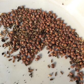 Radicchio Seeds