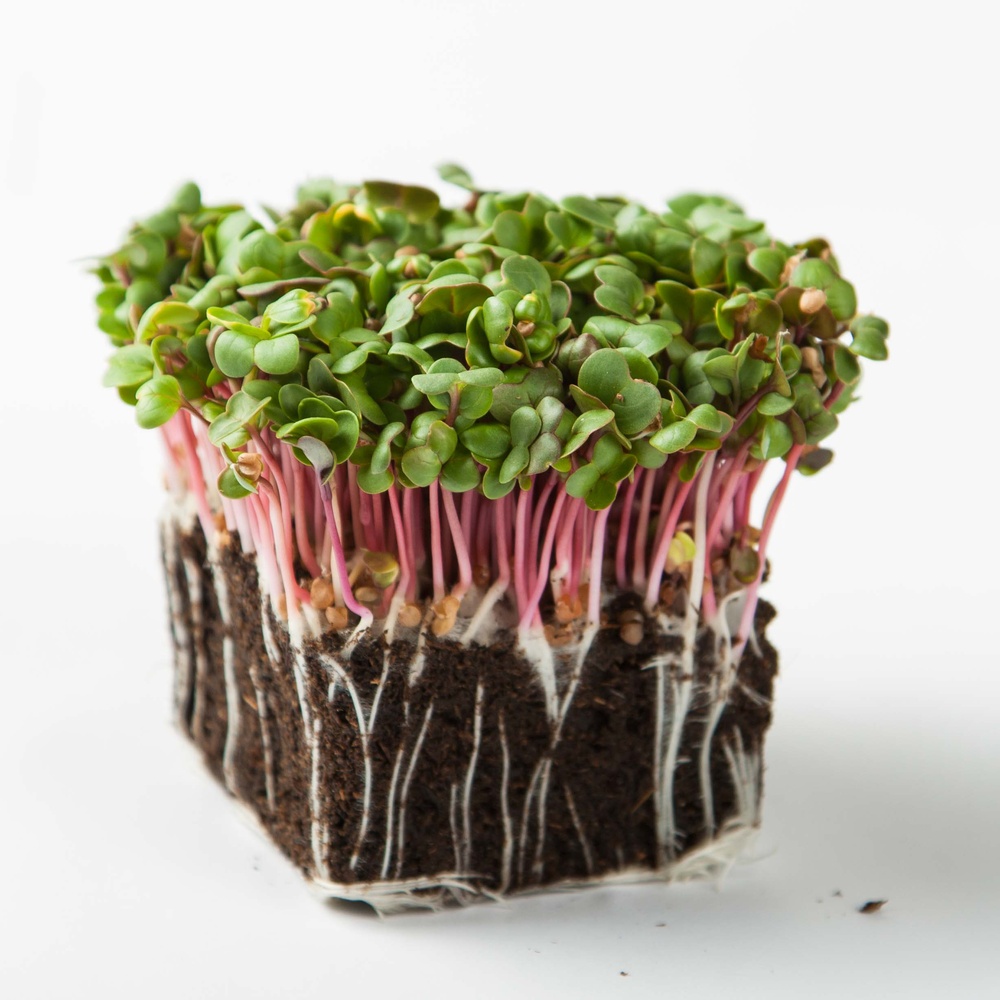 Radish Microgreens 100 Grams